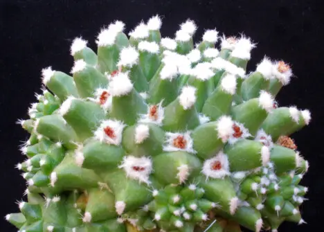 Mammillaria compressa subsp. centralifera (Repp.) D.R. Hunt fa. mostruosa Mammillaria compressa subsp. centralifera (Repp.) D.R. Hunt fa. mostruosa