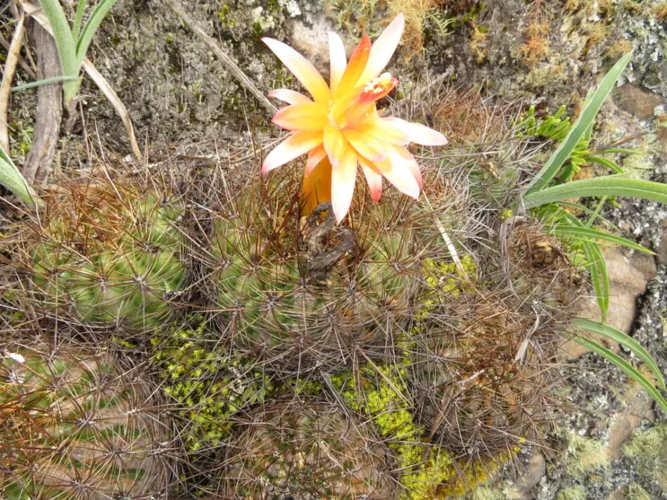 Matucana aurantiaca (Vaupel) Buxb. 