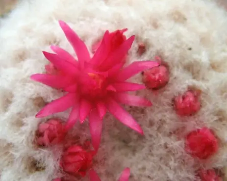 Melocactus azureus Buining & Brederoo