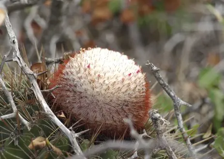 Melocactus sp.