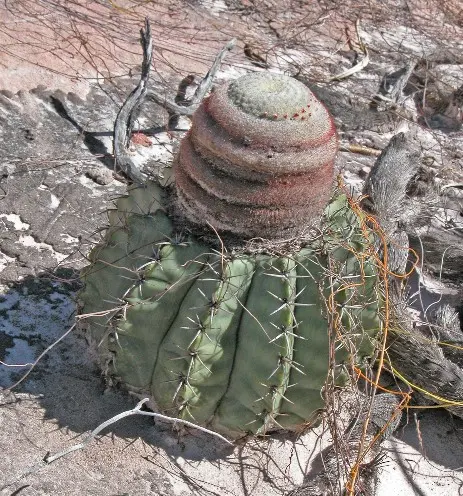 Melocactus sp.