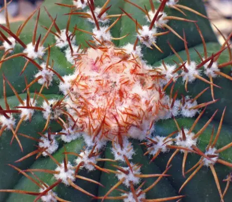 Melocactus sp.