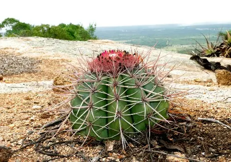 Melocactus sp.