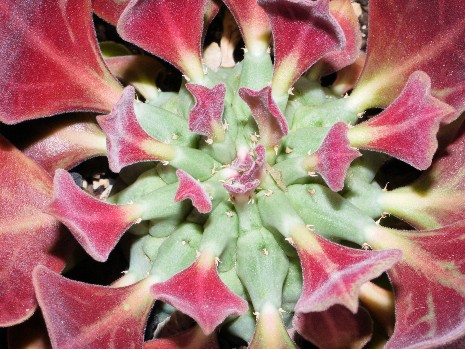 Monadenium reflexum Chiov. è sinonimo di Euphorbia neoreflexa Bruyns