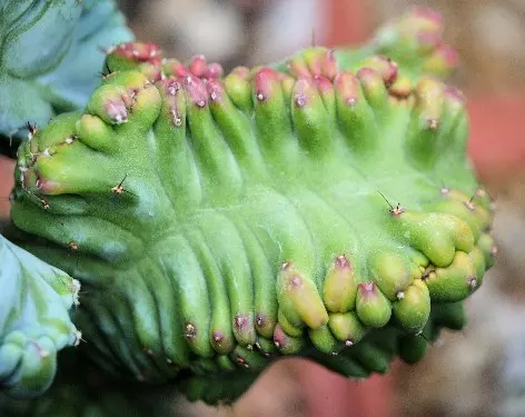 Myrtillocactus geometrizans (Mart. ex Pfeiff.) Console fa. crestata