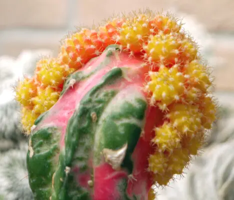 Myrtillocalycium "Polyp" Chimera (Myrtillocactus Cochal & Gymnocalycium cv. Red Hibotan)