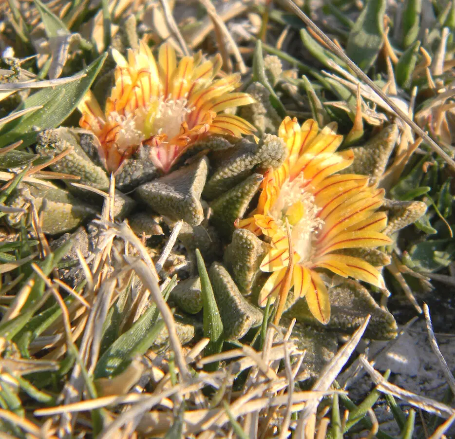 Nananthus vittatus (N.E.Br.) Schwantes