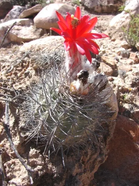 Oreocereus leucotrichus (Phil.) Wagenkn.