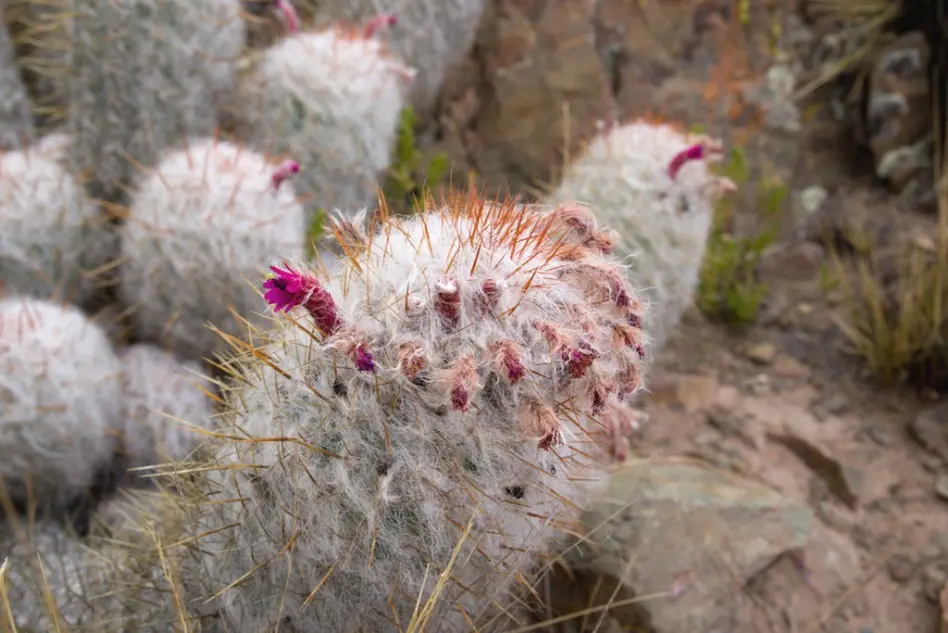 Oreocereus trollii Kupper