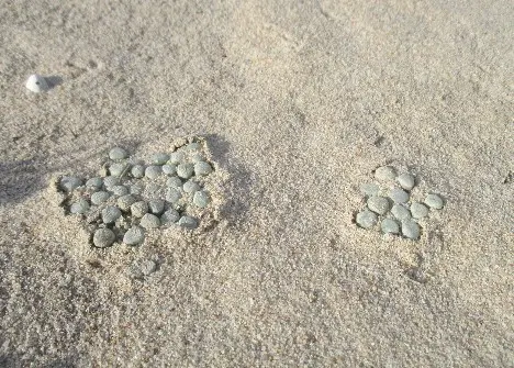 Fenestraria rhopalophylla subsp. aurantiaca (N.E.Br.) H.E.K.Hartmann