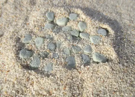 Fenestraria rhopalophylla subsp. aurantiaca (N.E.Br.) H.E.K.Hartmann