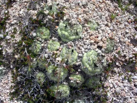 Ortegocactus macdougallii Alexander