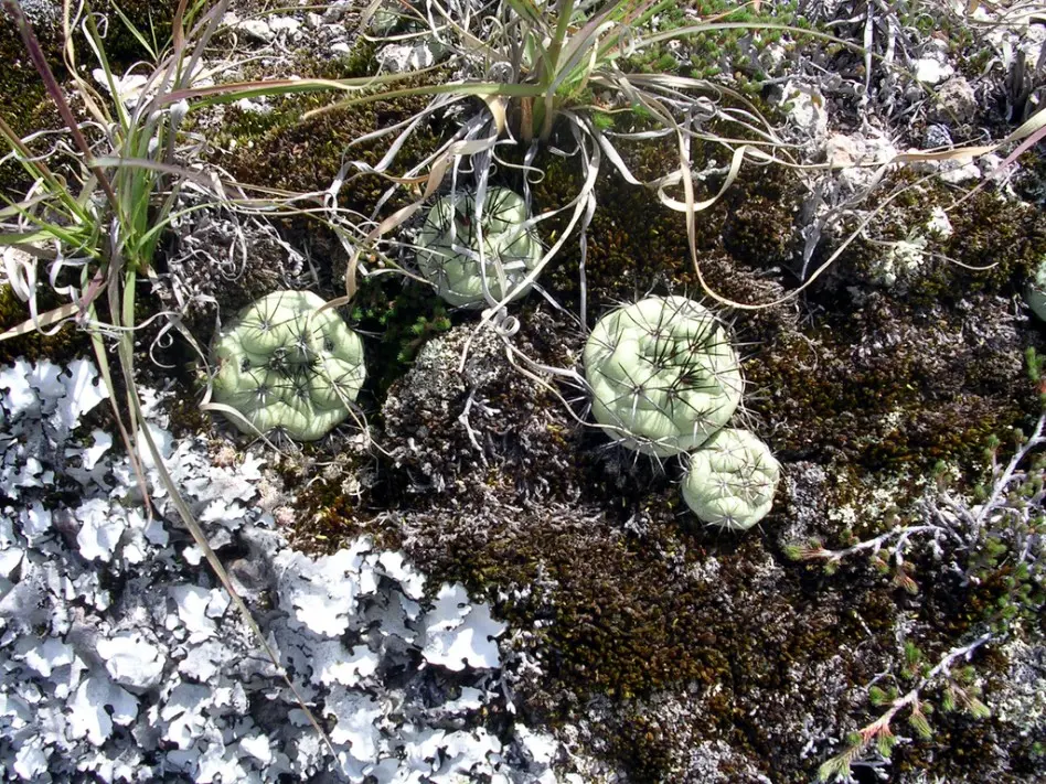 Ortegocactus macdougallii Alexander