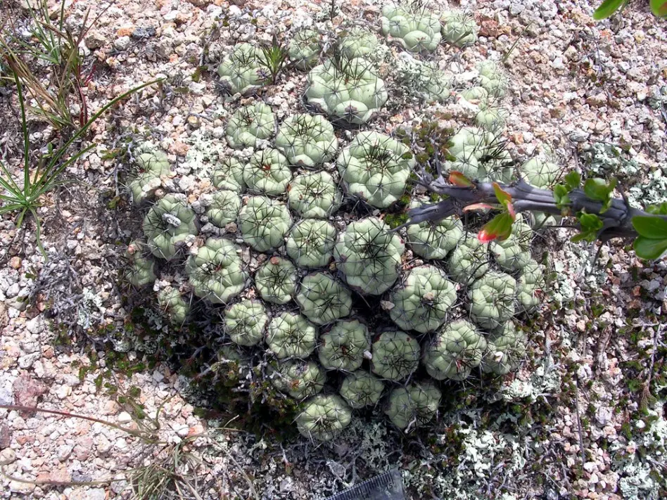 Ortegocactus macdougallii Alexander