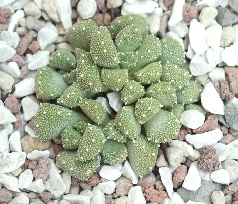 Aloinopsis luckhoffii (L. Bolus) L. Bolus Aloinopsis luckhoffii (L. Bolus) L. Bolus