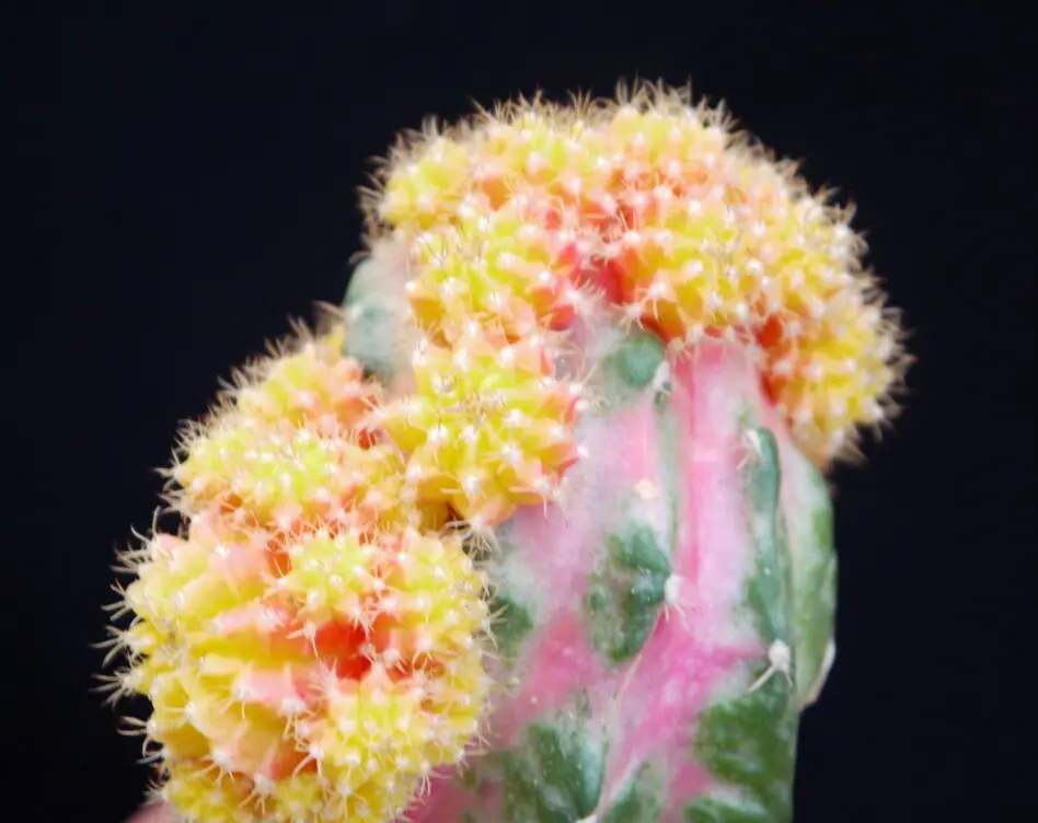 Myrtillocalycium (Myrtillocactus geometrizans + Gymonocalycium cv. Red Hibotan )