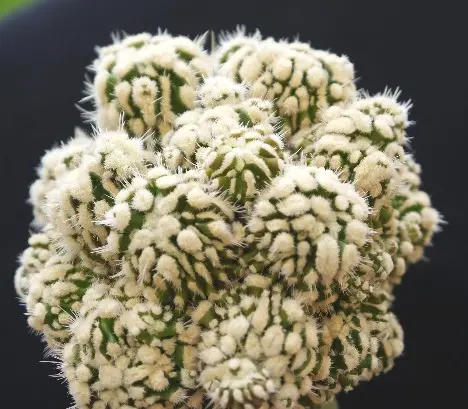 Echinofossulocactus vaupelianus fa. mostruosa