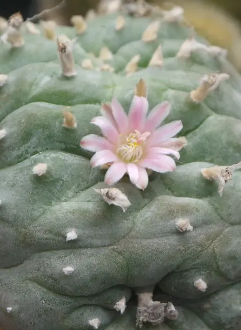 Lophophora sp. Lophophora sp.