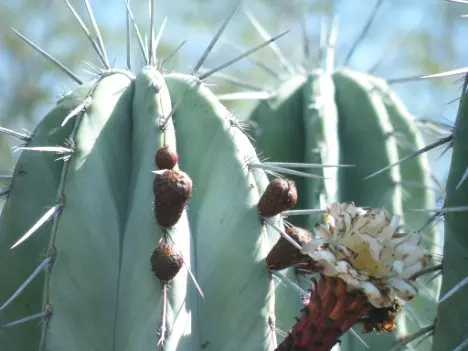 Pachycereus weberi (J.M.Coult.) Backeb.