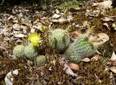 Parodia rechensis (Buining) F. H. Brandt è sinonimo di Notocactus rechensis Buining Parodia rechensis (Buining) F. H. Brandt è sinonimo di Notocactus rechensis Buining