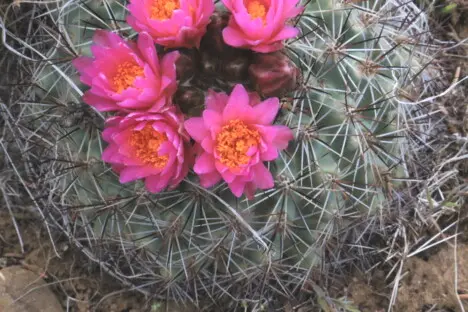 Pediocactus nigrispinus (Hochstätter) Hochstätter Pediocactus nigrispinus (Hochstätter) Hochstätter
