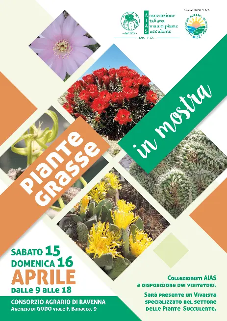 piante grasse in mostra Godo piante grasse in mostra Godo