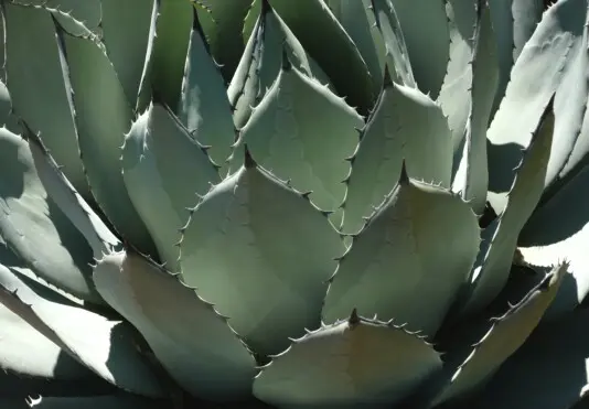 Agave sp. Agave sp.