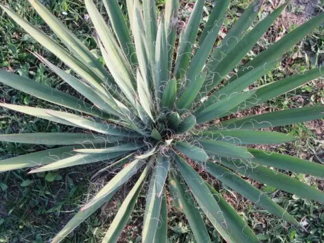 Agave filifera Salm-Dyck Agave filifera Salm-Dyck