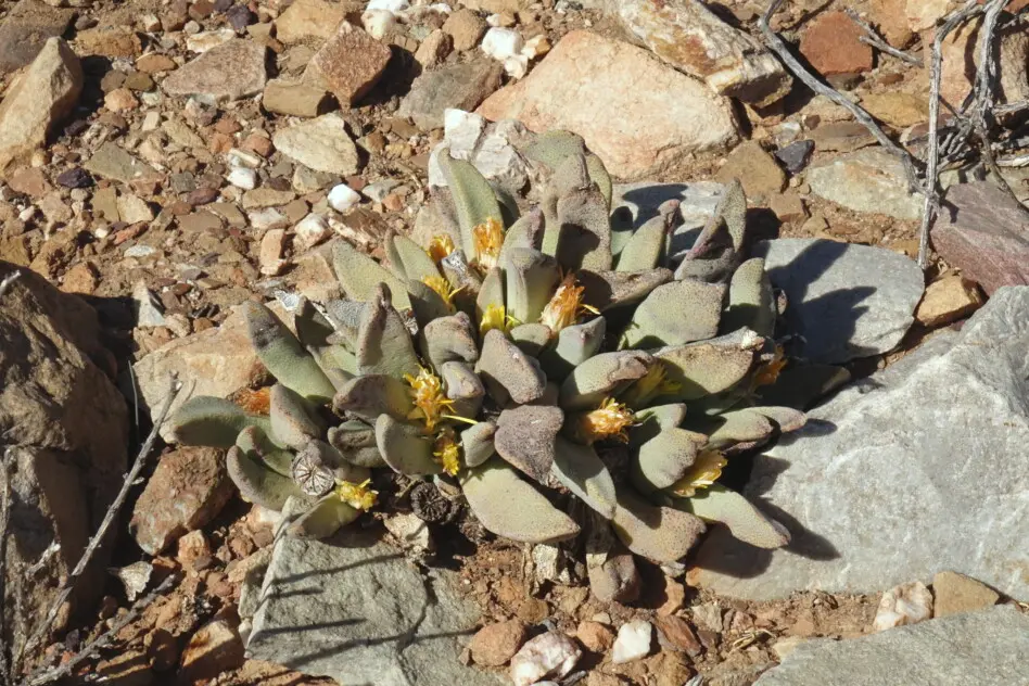 Pleiospilos compactus (Ait.) Schwant.