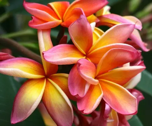 Plumeria