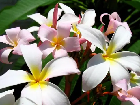 Plumeria