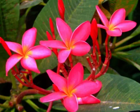 Plumeria Plumeria