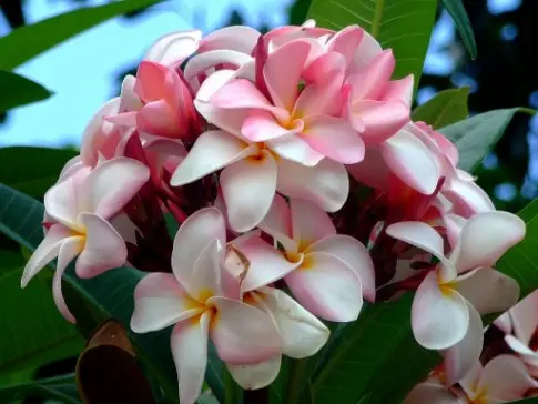 Plumeria