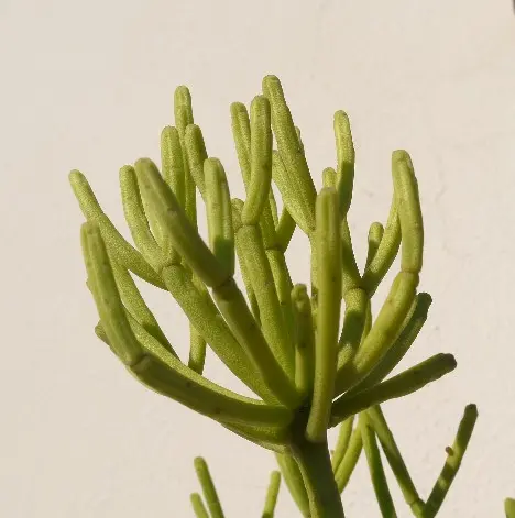 Rhipsalis teres (Vell.) Steud. Rhipsalis teres (Vell.) Steud.