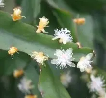 Rhipsalis elliptica G.Lindb. ex K.Schum. Rhipsalis elliptica G.Lindb. ex K.Schum.