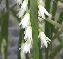 Rhipsalis micrantha (Kunth) DC. Rhipsalis micrantha (Kunth) DC.