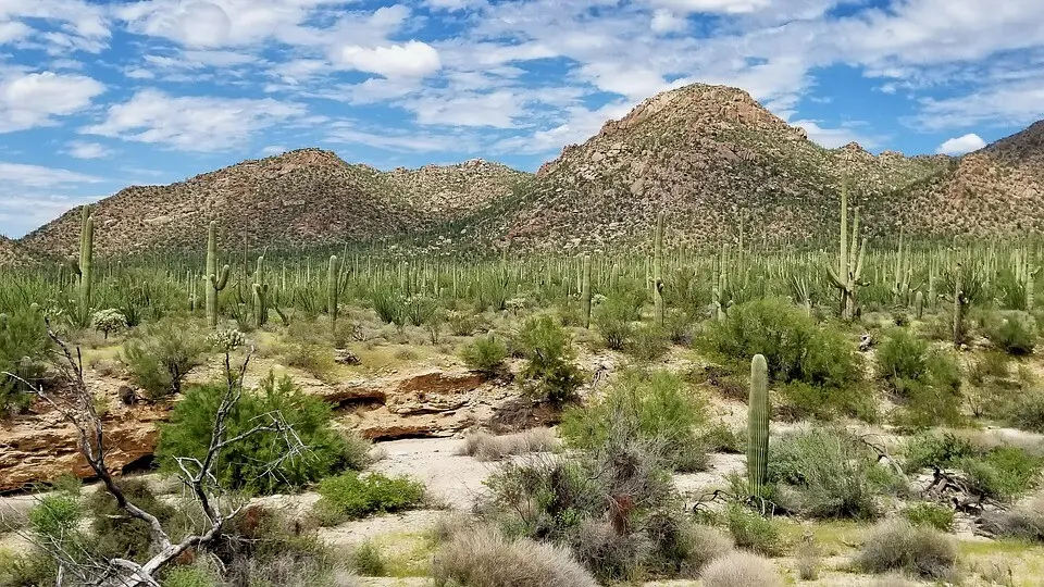 Saguaro