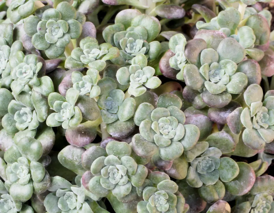 Sedum spathulifolium subsp. pruinosum (Britton) R.T. Clausen & C.H. Uhl