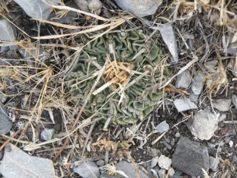 Stenocactus crispatus (DC.) A. Berger ex A.W. Hill Stenocactus crispatus (DC.) A. Berger ex A.W. Hill