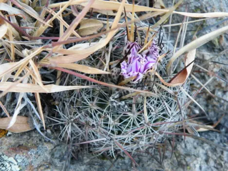 Stenocactus ochoterenianus Tiegel Stenocactus ochoterenianus Tiegel