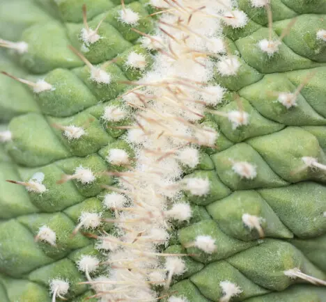 Strombocactus disciformis (DC.) Britton & Rose fa. crestata