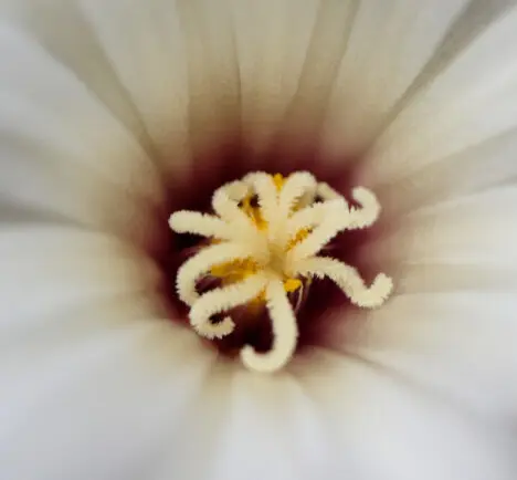 Strombocactus disciformis (DC.) Britton & Rose