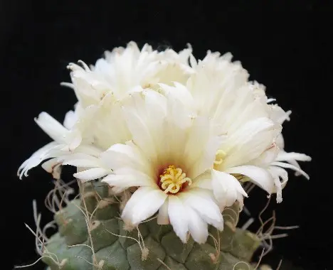 Strombocactus disciformis (DC.) Britton & Rose