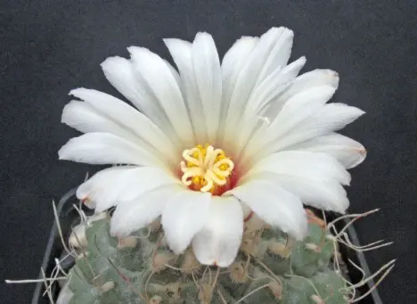 Strombocactus disciformis (DC.) Britton & Rose