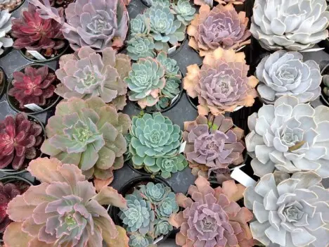 Echeveria