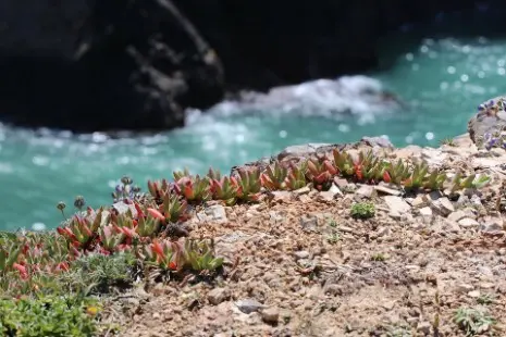 Succulente tra le rocce sull'oceano in California