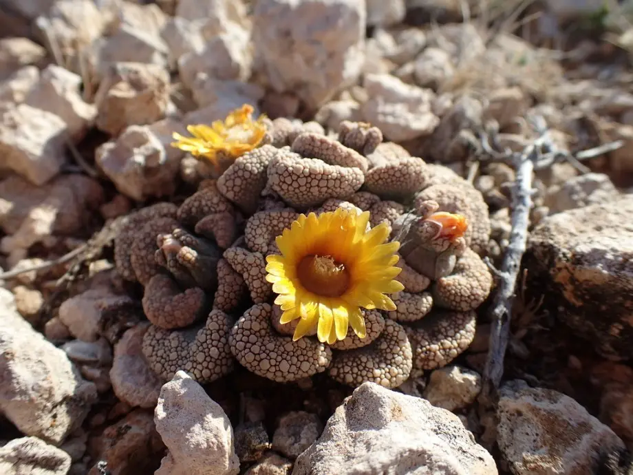 Titanopsis calcarea (Marl.) Schwant.