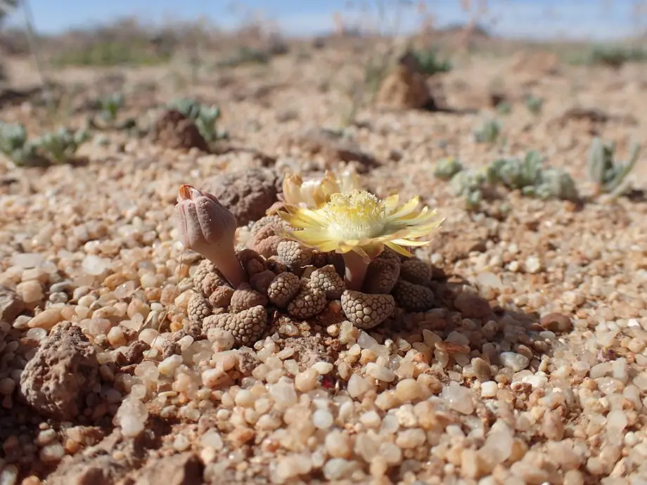 Titanopsis schwantesii Tischer