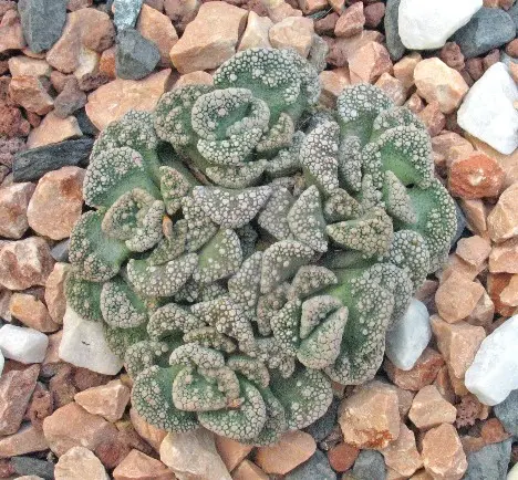 Titanopsis calcarea (Marl.) Schwant.