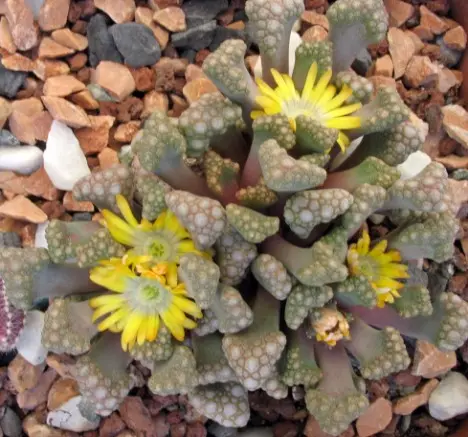 Titanopsis
